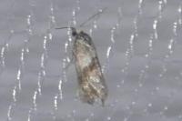 Cochylis