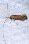 Nematopogon