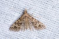 Alucita hexadactyla