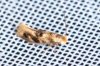 Bucculatrix ulmella
