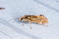 Dyseriocrania subpurpurella