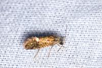Dyseriocrania subpurpurella
