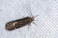 Aroga velocella