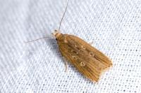 Helcystogramma triannulella