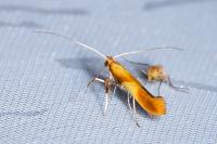 Caloptilia robustella