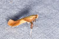 Caloptilia robustella
