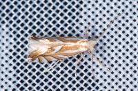 Phyllonorycter