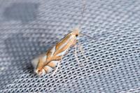 Phyllonorycter