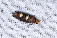 Incurvaria masculella