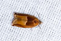 Ancylis mitterbacheriana