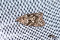 Cnephasia