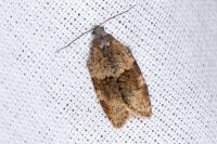 Syndemis musculana