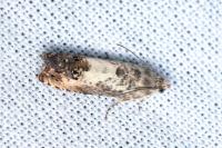 Pammene fasciana