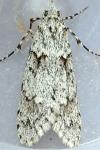 Diurnea fagella