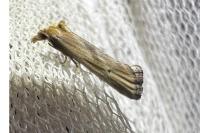Cochylimorpha decolorella