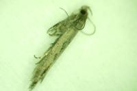 Scrobipalpa phagnalella