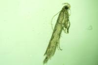 Scrobipalpa phagnalella