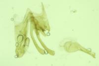 Scrobipalpa phagnalella