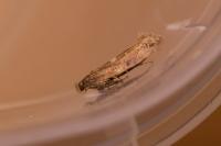 Acrolepiopsis assectella