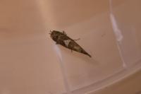 Acrolepiopsis assectella