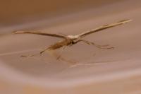 Emmelina monodactyla
