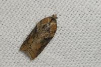 Acleris hastiana