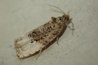 Hedya nubiferana