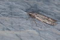 Carpatolechia decorella