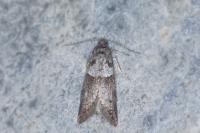 Tortricodes alternella
