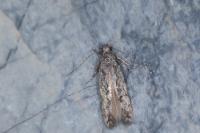 Carpatolechia decorella