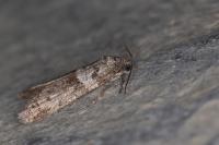 Tortricodes alternella