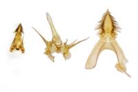 Carpatolechia decorella