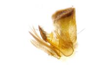 Carpatolechia decorella