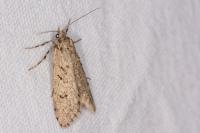 Diurnea fagella
