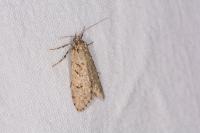 Diurnea fagella