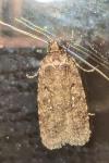 Agonopterix scopariella