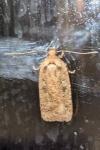 Agonopterix scopariella