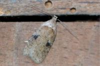 Agonopterix propinquella