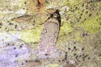 Agonopterix curvipunctosa