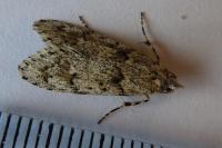 Diurnea fagella