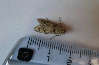 Diurnea fagella