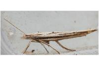 Ypsolopha mucronella