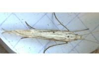 Ypsolopha mucronella