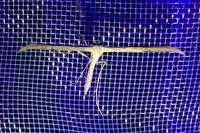 Emmelina monodactyla
