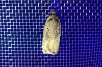 Agonopterix yeatiana