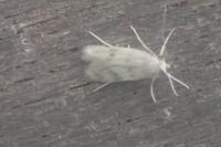 Borkhausenia nefrax