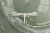 Pterophorus pentadactylus