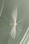 Pterophorus pentadactylus