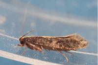 Monopis crocicapitella