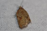 Acleris ferrugana/notana